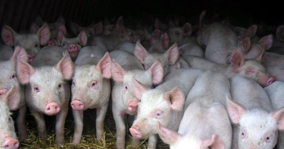 Купить поросят в томской. Африканская чума свиней в Костромской области. Свиноферма. Маленькая свиноферма. Маленькие поросята на свинокомплексе.