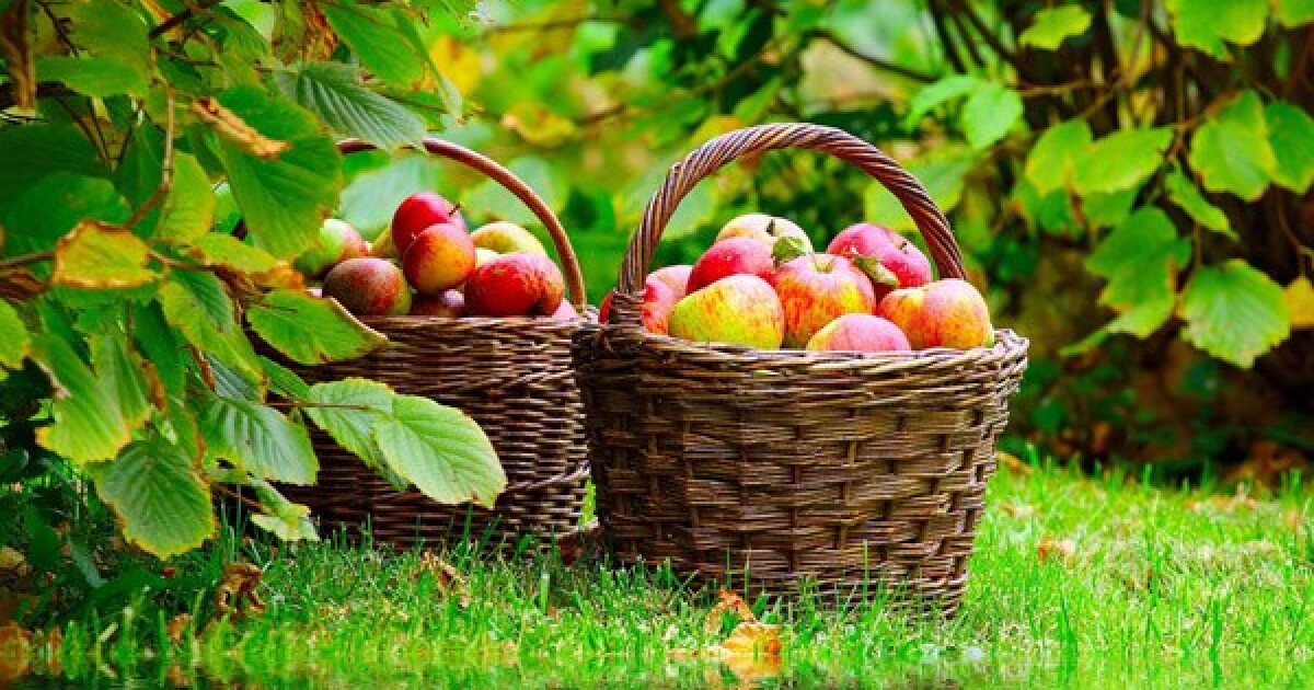 Самые популярные фрукты в мире бананы, яблоки и виноград