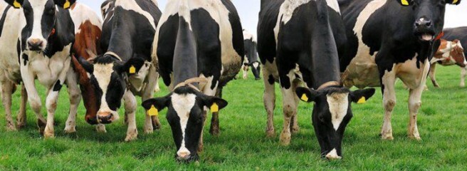 В Україні зростає кількість фермерських господарств