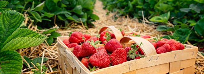 Поляки бідкаються: закон про мобілізацію збільшить кількість нелегалів та зменшить кількість сезонних працівників