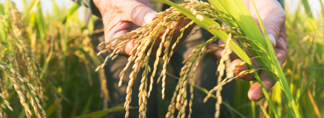 Mars інвестує 20 мільйонів доларів у стале вирощування рису на тлі кліматичних загроз