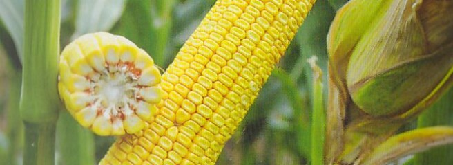 УЗА: Украина прошла пик экспорта кукурузы