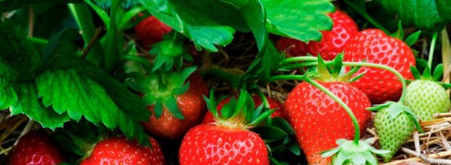 Эксперт: Клубника может подешеветь до 25-30 грн/кг