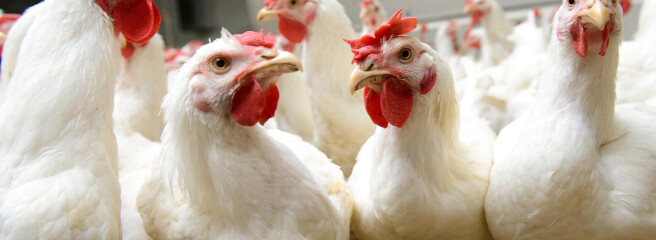 Украина временно запретила импорт мяса птицы из США