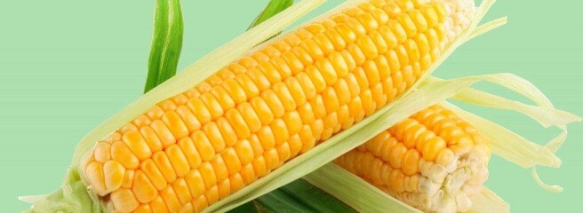 Цены на украинскую кукурузу растут из-за задержки жатвы