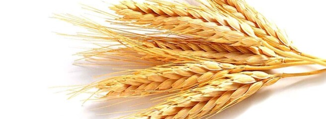 Объемы мировой торговлей пшеницы снижаются