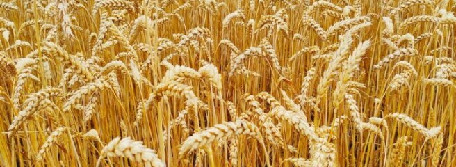 Украина соберет рекордный урожай зерна на фоне уменьшения мирового производства, — Минсельхоз США