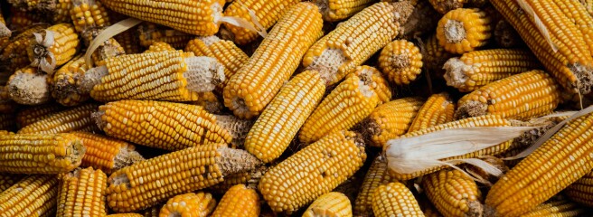 У світі вже не вистачає кукурудзи: на українському ринку можна очікувати підвищений попит