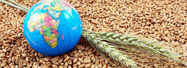 Експорт зернових культур збільшився на 20%