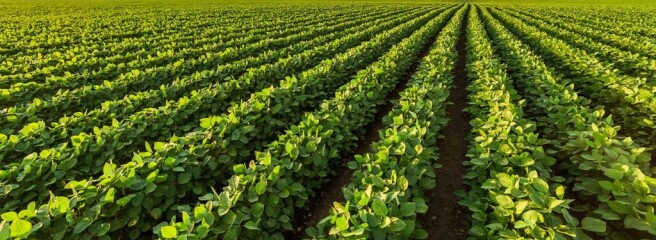 Кабмін планує створити малим і середнім фермерам платформу для онлайн-продажів