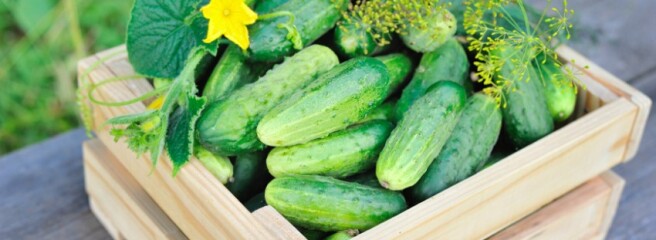 На Китай приходится почти 80% мирового производства огурцов