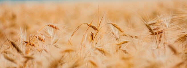 Польща заборонила імпорт зерна та інших продуктів з України