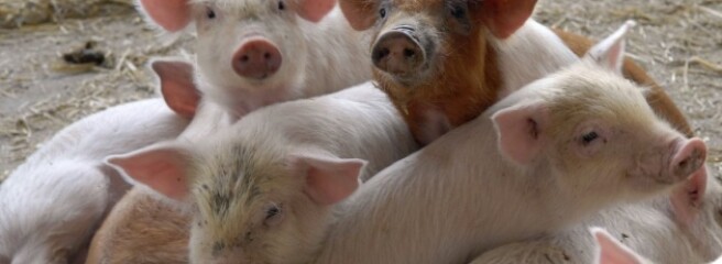 Госстат зафиксировал падение поголовья коров и свиней на 6%