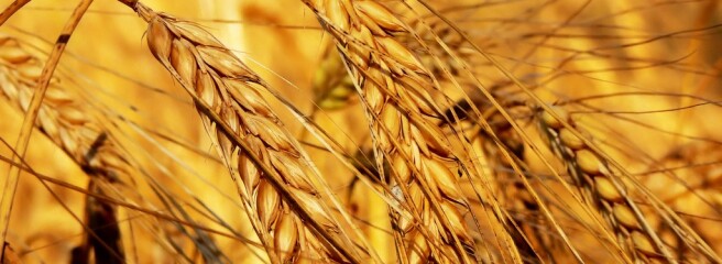 Экспорт зерновых превысил 42 миллиона тонн, — Минагрополитики