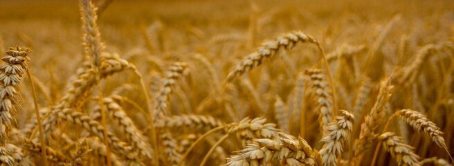 За период карантина цены на украинскую пшеницу выросли на 12%