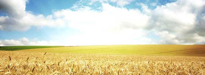 На експорт пішло 8 млн т української пшениці
