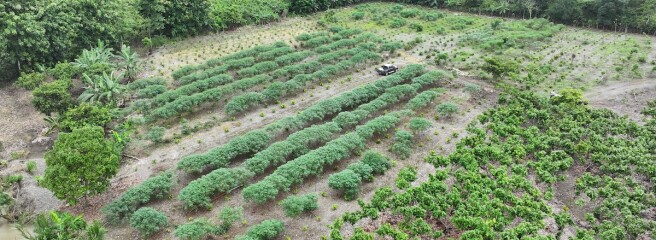 Mars і ofi запускають п’ятирічне партнерство для переходу до сталого виробництва какао-бобів