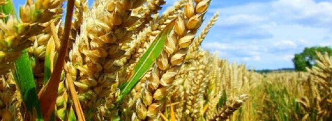 США прогнозують урожай пшениці в Україні в 28 мільйонів тонн
