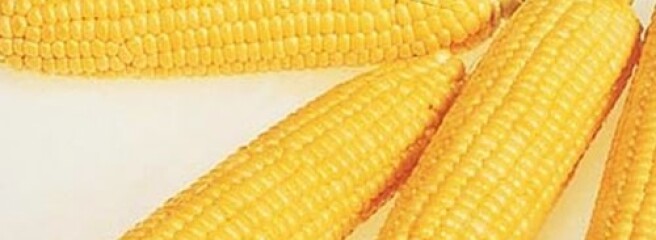 Мировые цены на кукурузу достигли семилетнего максимума