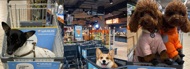 VARUS стає pet-friendly: у супермаркетах мережі з’явилися спеціальні візки для домашніх улюбленців