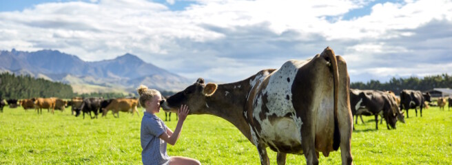 Декарбонизация молочного производства: запуск амбициозного плана Mooʼving Dairy Forward