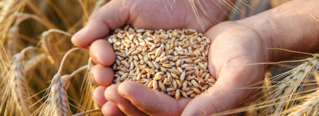 Бразилія збере найбільший за 4 сезонa урожай пшениці