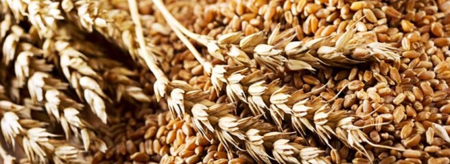 Минэкономики не планирует ограничивать экспорт пшеницы, несмотря на исчерпание квоты
