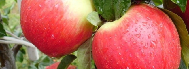 Яблоки за год подешевели более чем на четверть